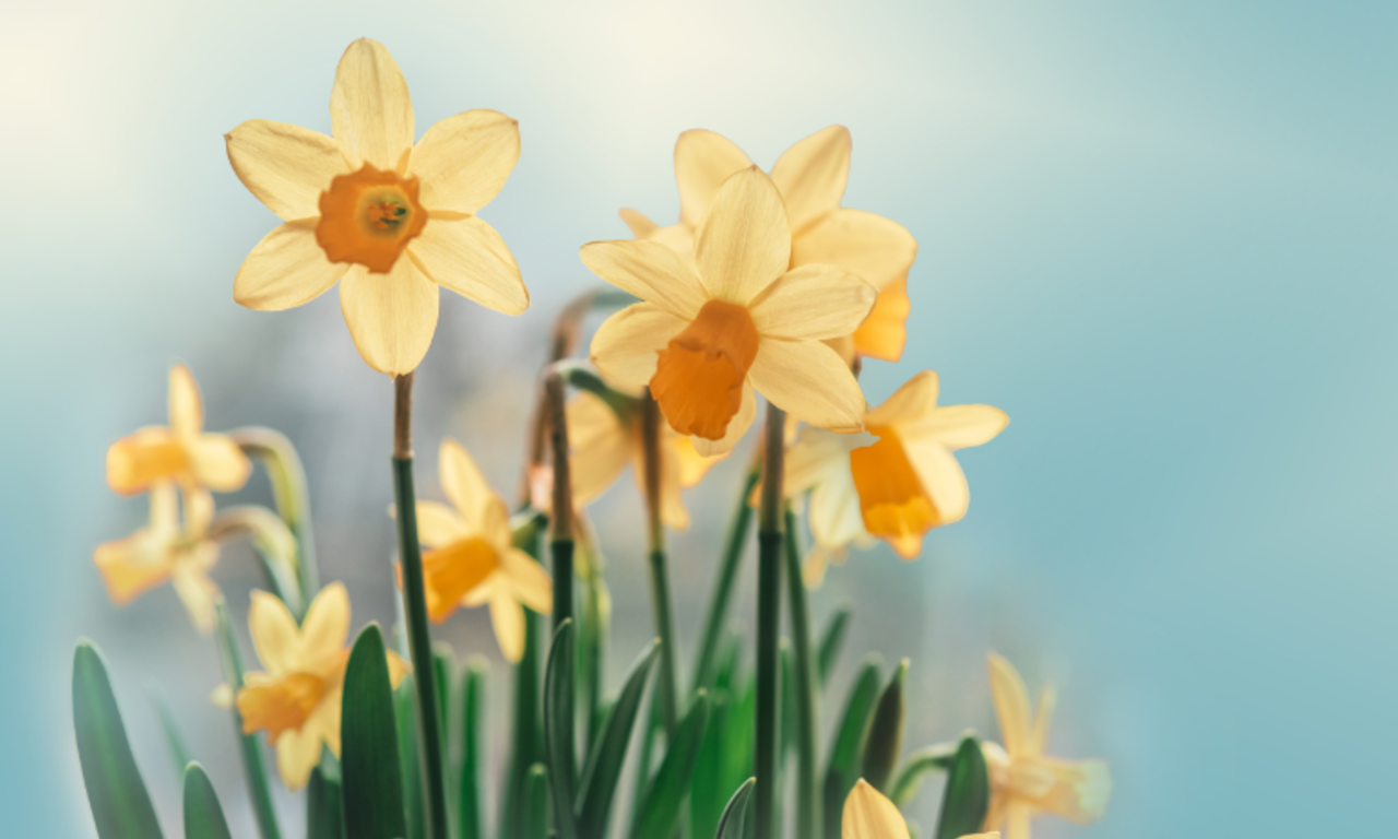 Daffodil Care Group image 1